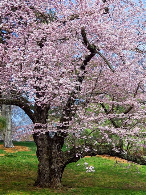 Akebono Cherry Trees Flowering Deciduous