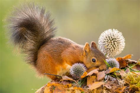 search | Squirrel funny, Cute squirrel, Squirrel