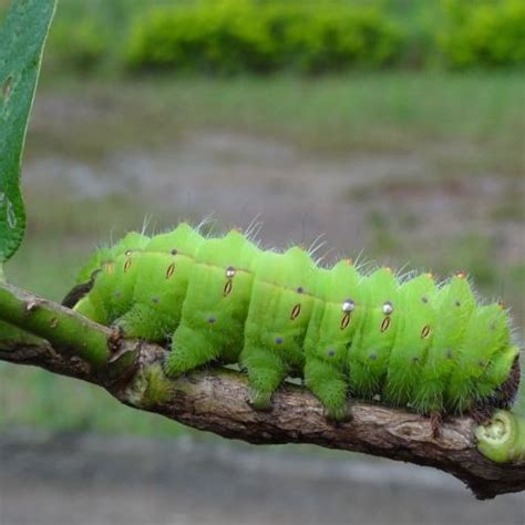 Tasar Silkworm Larva Fifth Instar Fig 2 Mature Silkmoth Download