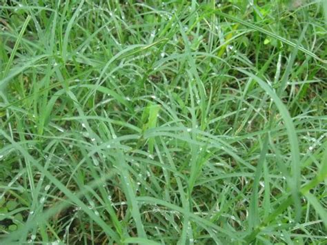 How To Get Bermuda Grass To Spread Fast Naturallist