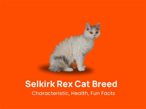 Selkirk Rex Cat Breed Characteristic Health Fun Facts