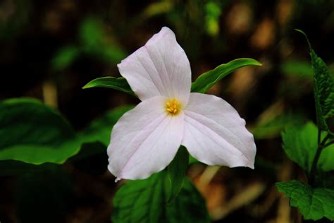 White Trillium Flower Flowers Free Nature Pictures By Forestwander Nature Photography