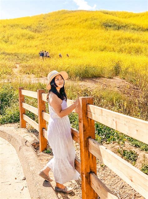 How To See The Chino Hills State Park Wildflowers Mustard Blooms