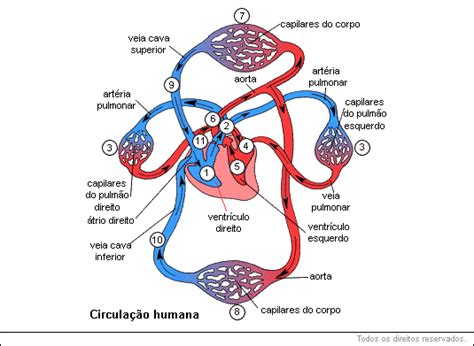 Sistema Circulatório Humano Fisiologia Humana EducaBras