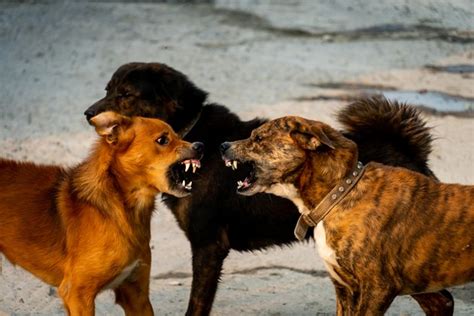 How To Safely Break Up A Dog Fight Cuteness