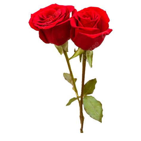 Two Roses Clipart Transparent Background Two Beautiful Red Roses