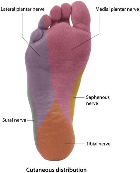 Plantar Foot Sensory Innervation Anatomy Study Nerve Sensory
