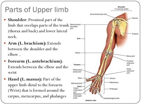 Name Of Muscles Of Upper Limb Human Anatomy