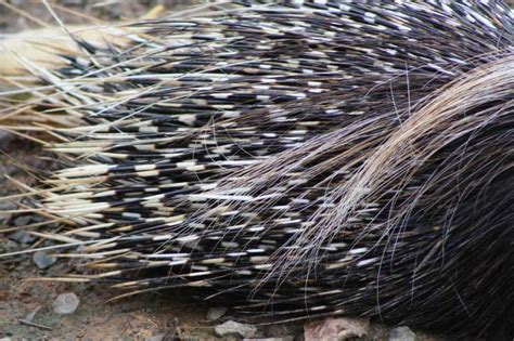 Porcupine Facts Species Diet Habitat Fun Facts On Porcupines
