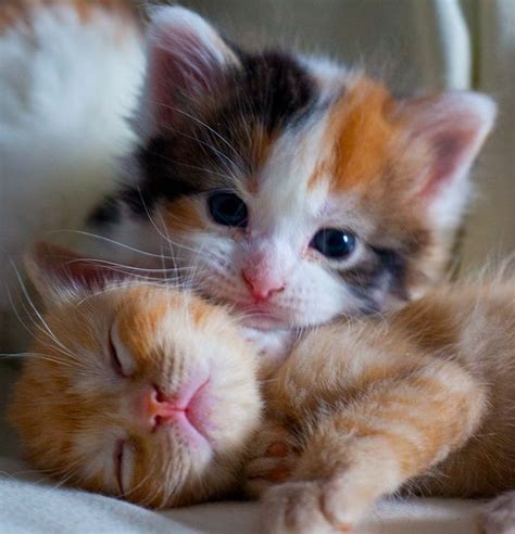 Cuddling Kittens Raww