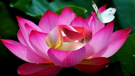 Water Lily Vs Lotus What Is The Difference Between Them Hd1080p