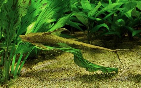 15 Types Of Freshwater Aquarium Catfish Species