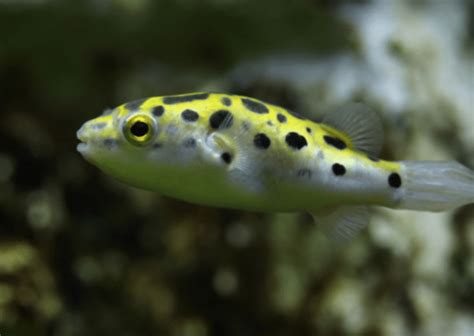 Green Spotted Puffer Care Tank Mates Diet And More