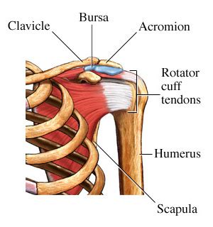 Free access interactive and dynamic medical illustration of the shoulder's muscles : PHYSICAL THERAPY CORNER: "Shoulder Impingement in the ...