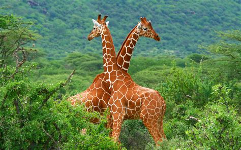 Giraffe Full Hd Wallpaper And Background Image 2560x1600 Id351426