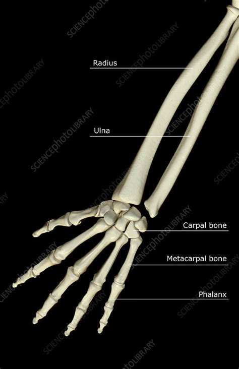 The Bones Of The Forearm Stock Image F0018923 Science Photo Library