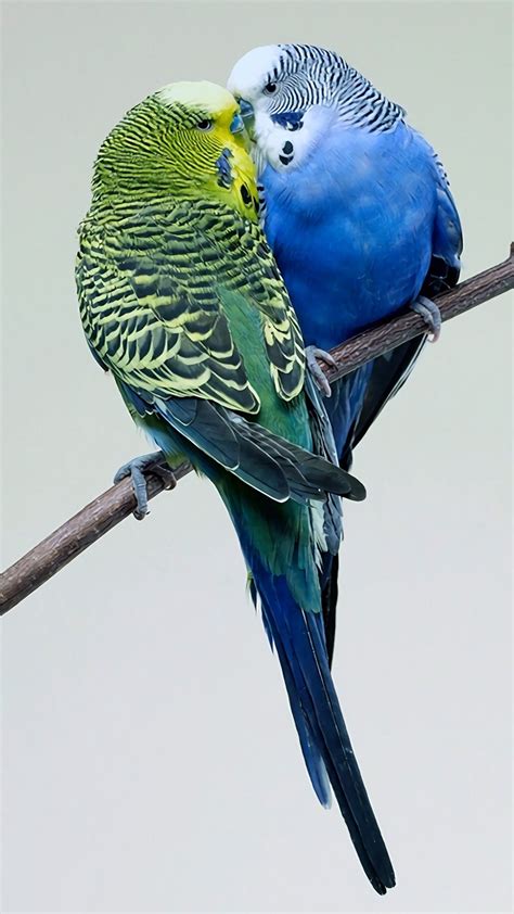 Blue Parakeet Wallpapers Wallpaper Cave