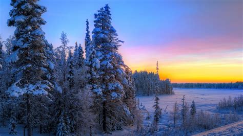 Full Hd Wallpaper Fir Tree Winter Frost Sunset Amazing
