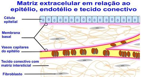 Tecido Epitelial Biologia Enem Educa Mais Brasil