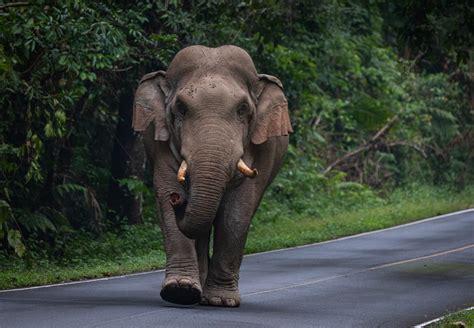 Elephant Crushes Couple With Tusks As Husband Held Son In His Arms