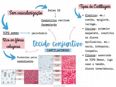 Tecido Conjuntivo Mapa Conceitual Citologia E Histolo