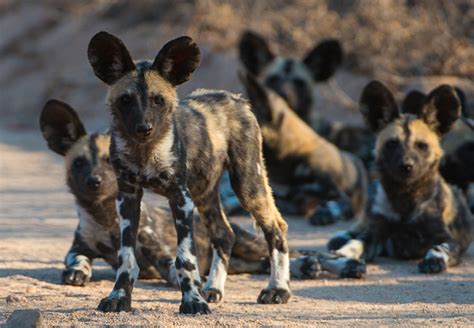 What Is A Group Of African Wild Dogs Called