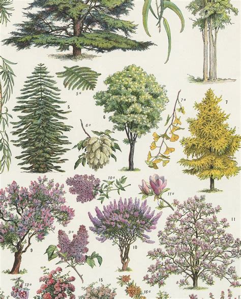 Ornamental Tree Botanical Poster 1936 Vintage Botanical Art Etsy