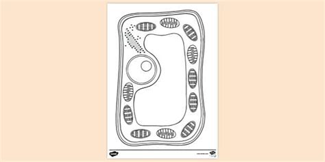 Free Plant Cell Colouring Colouring Sheet Twinkl