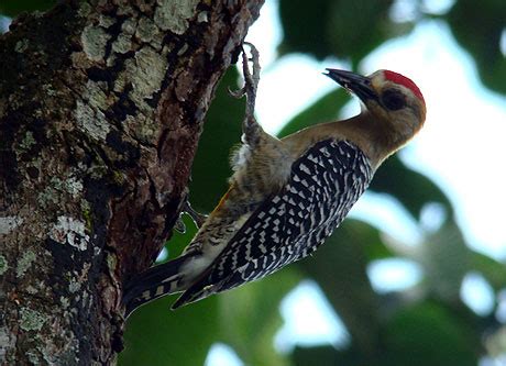 Resultados de lotería y chances de costa rica, manden. Pic : Oiseaux : Animaux : Guanacaste : L'Arenal et le nord ...