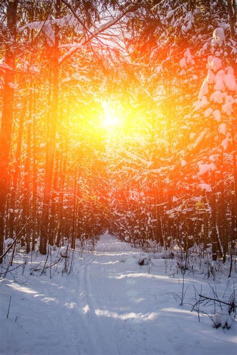 Snowy Winter Forest In Sunny Weather Winter Landscape Trees In The