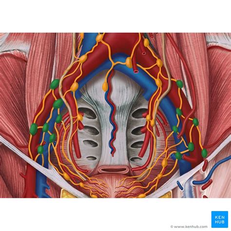 Human Anatomy Scientific Illustrations Pelvis Lymphatic Vessel High Res My Xxx Hot Girl