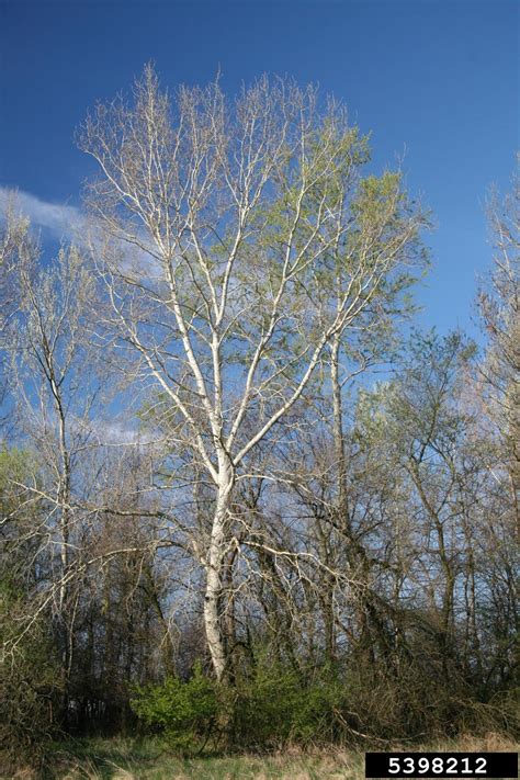 White Poplar Populus Alba