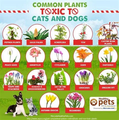 The flowers of this plant are the most toxic part, containing a chemical called ranunculin which turns into the toxin protoanemonin when chewed or crushed. Fifteen Plants That Are Toxic to Your Pets — End of the Leash