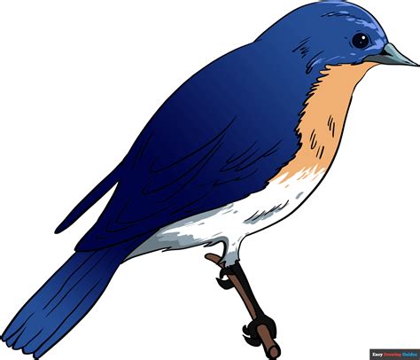 How To Draw An Eastern Bluebird Really Easy Drawing Tutorial