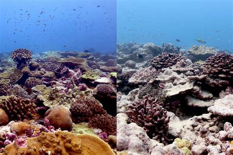 Certain Corals Can Recover From Bleaching During Prolonged Heatwaves