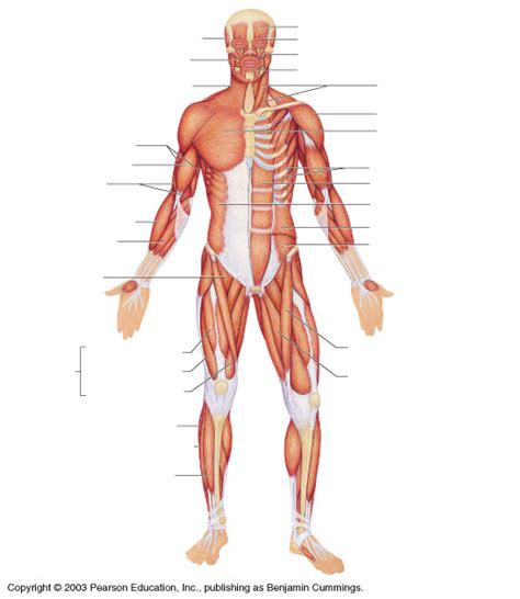 Male Anatomy Diagram Blank 12 Human Body Outline Templates In Word