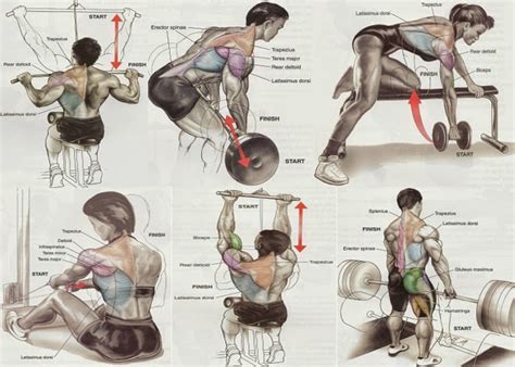 Fitness » workouts » back workouts » strong back workout to build a muscular frame. Back Workout | Muscle Day