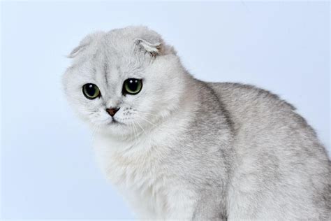 Scottish Fold Everything You Need To Know