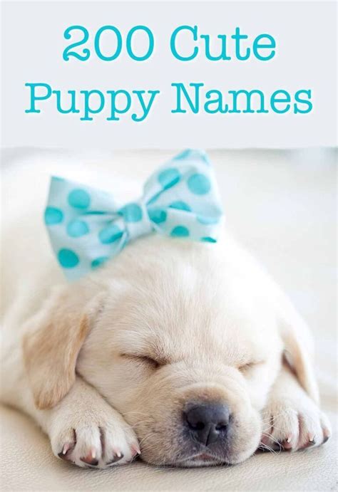 A White Puppy With A Blue Bow Laying On Top Of Its Head And The Words