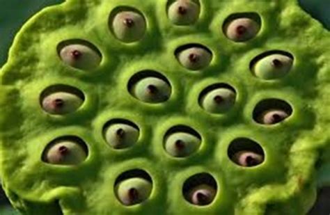 Nature Trypophobia Reference Website