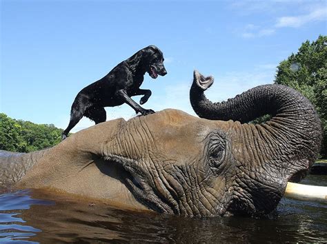 Adorable Friendship Between Elephant And Dog Who Love