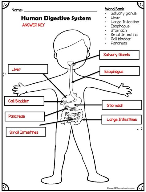 Digestive System For Kindergarten