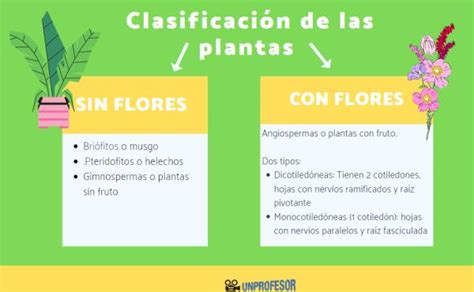 Clasificación De Las Plantas Resumen Corto Fotos