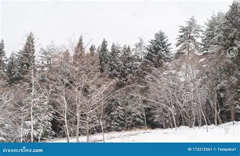 White Snow With Forest Trees On Mountain Hill In Winter Season In