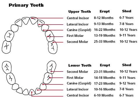 Teeth Chart Printable