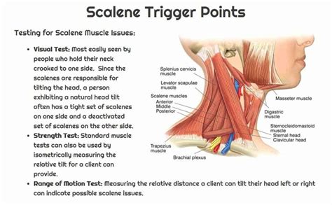 Scalene Exercises And Stretches Sand And Steel Fitness