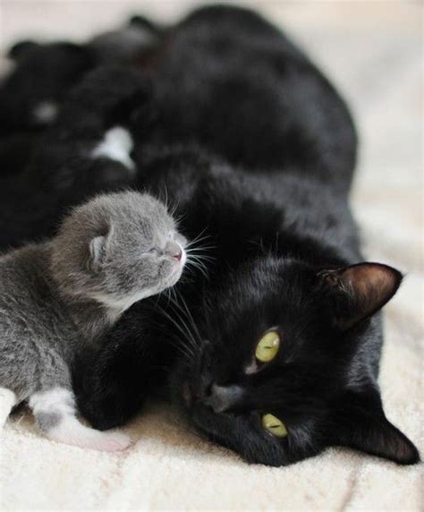 Newborn Black Kitten