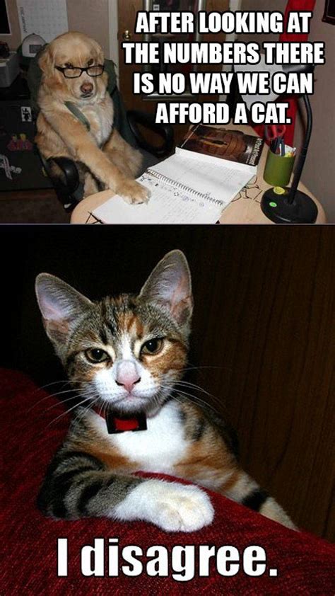 Funny Animal Pictures With Captions Cat And Dog Memes