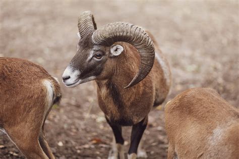 The European Mouflon Ovis Orientalis Musimon Photo 1336 Motosha