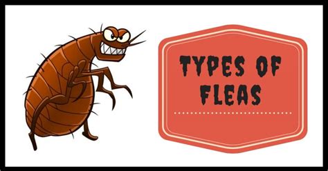 Types Of Common Flea Species Pest Survival Guide